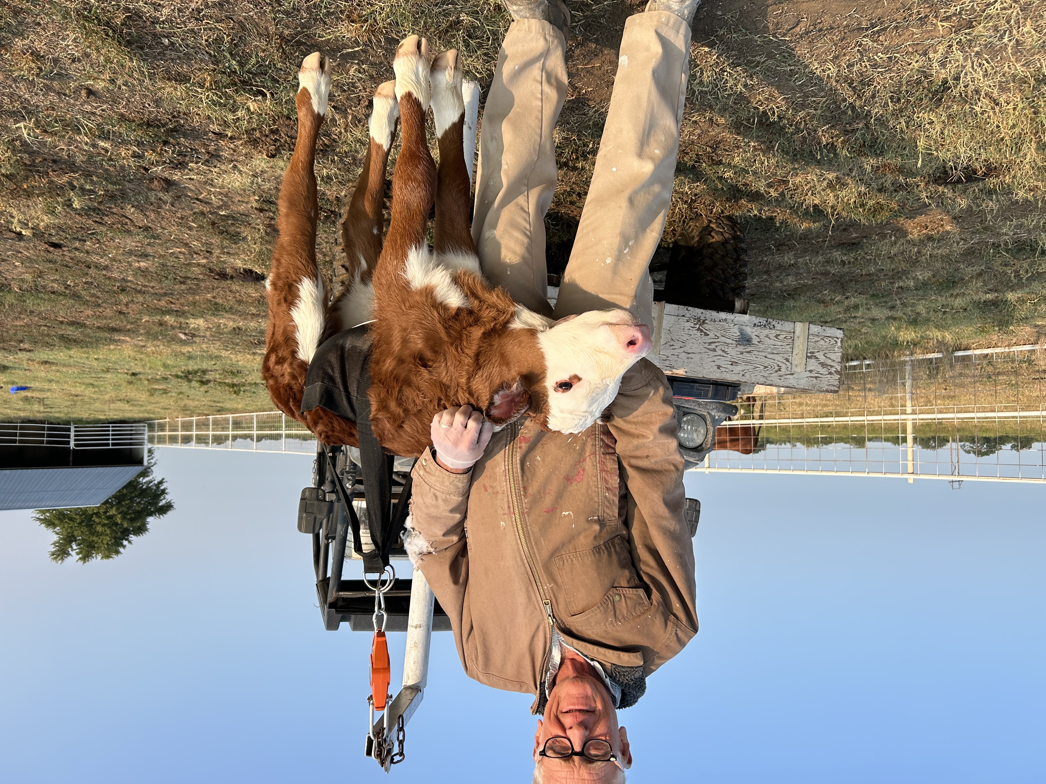 Rancher holding a Hereford calf during chores