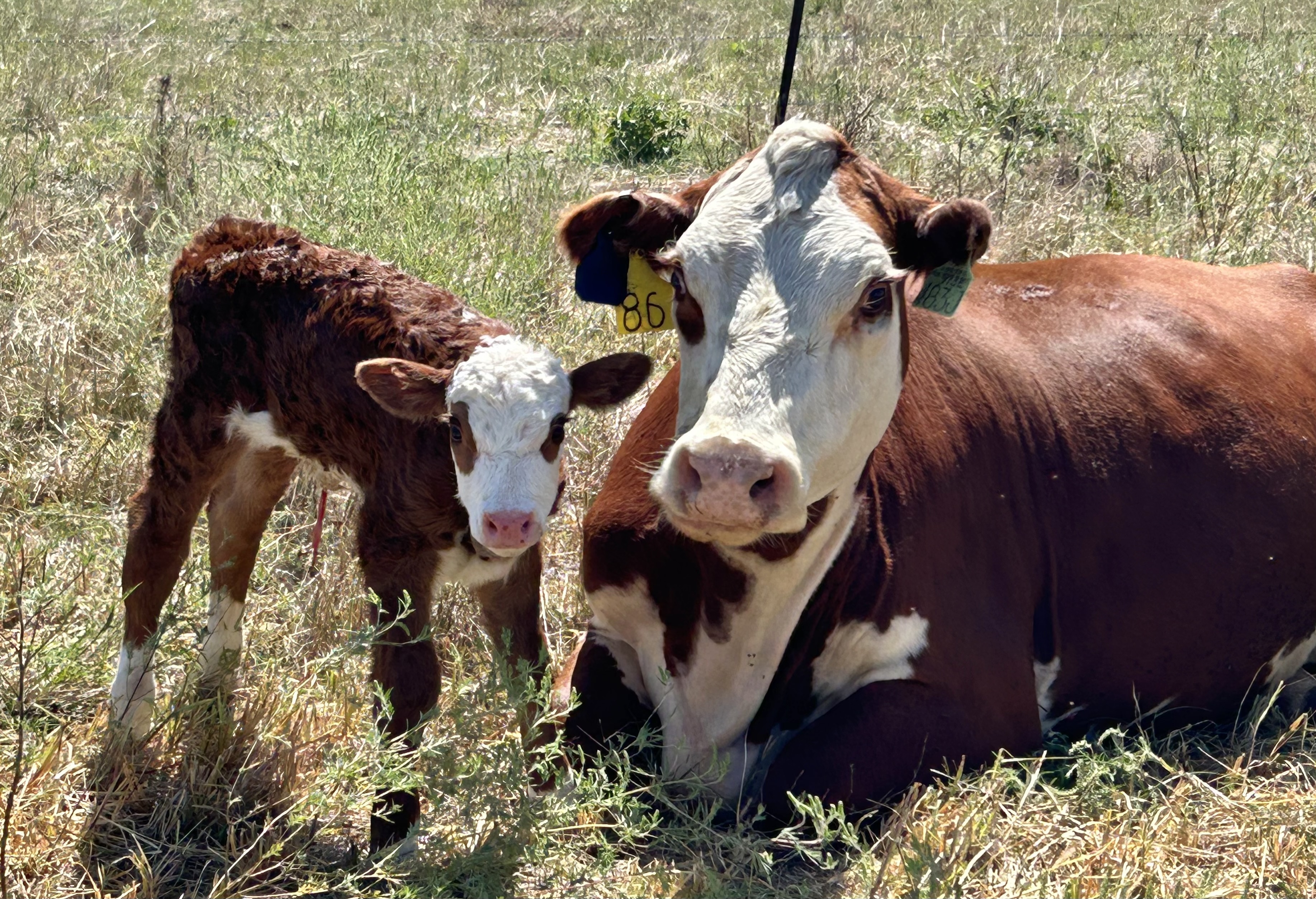 Hereford cow and calf resting in Kansas pasture