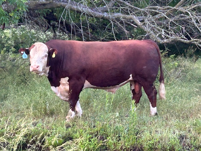 Registered Hereford bull side profile