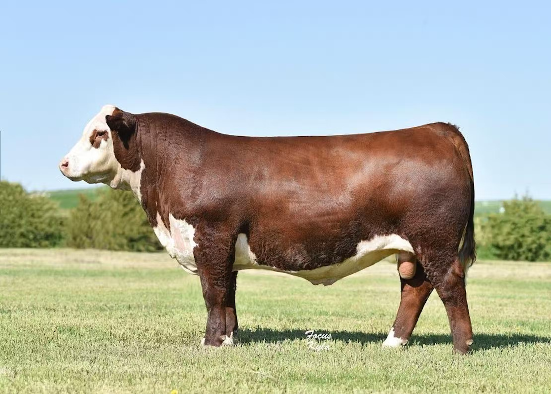 Endure Hereford bull