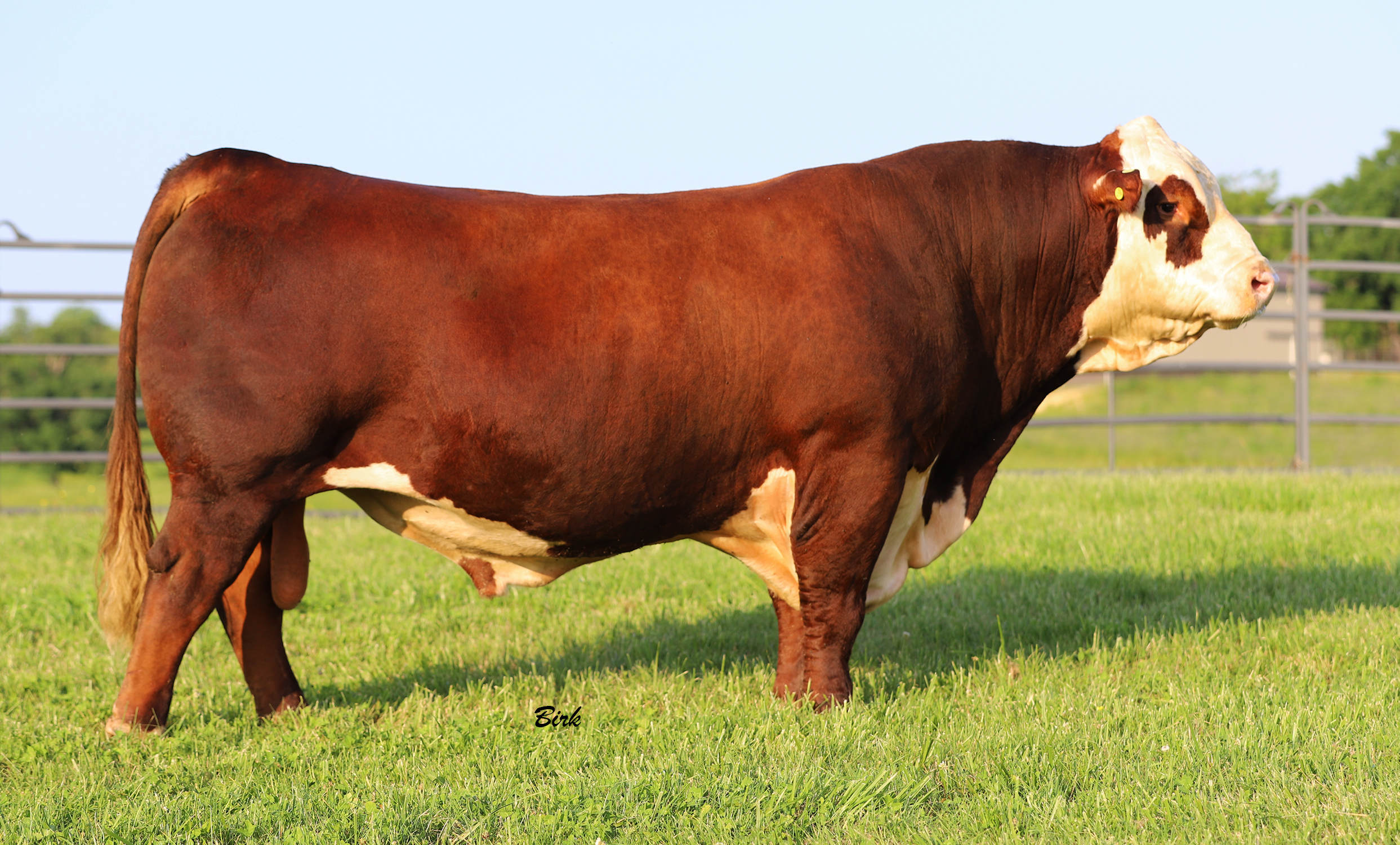 Gold Rush Hereford bull