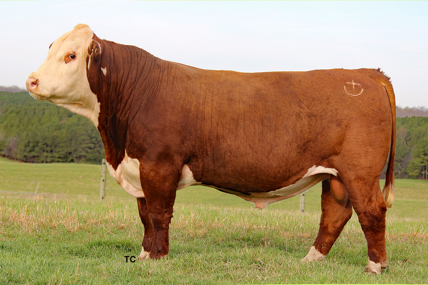 Headstrong Hereford bull