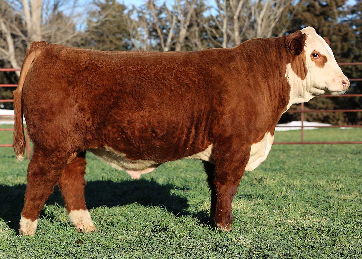 Legion Hereford bull