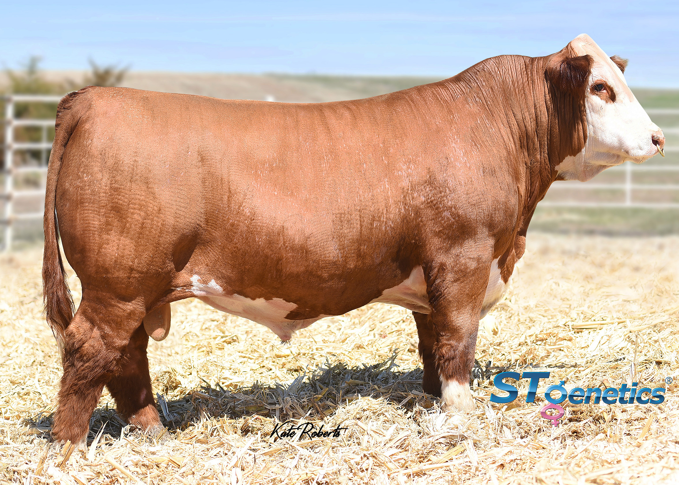 Perfecto Hereford bull